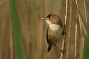 Reed warbler